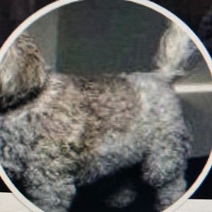 Meet your Posher, Carollee